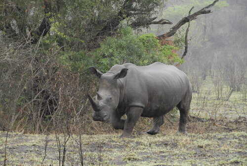 Africa Classroom Connection Safari